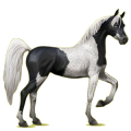 Reitpferd Araber Apfelschimmel