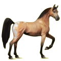 Reitpferd Araber Dunkelbrauner