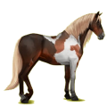 Reitpferd Andalusier Apfelschimmel