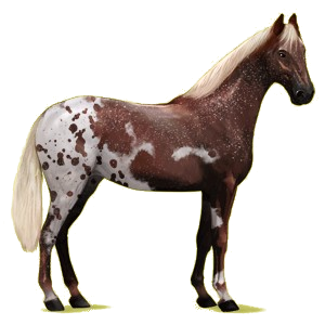 Reitpferd Holsteiner Rotbrauner