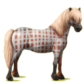 Pony Neufundland Pony Falbe