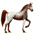 Reitpferd Araber Hellgrau