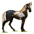 Reitpferd Marwari Apfelschimmel