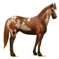 Reitpferd Brauner mit Tobiano-Scheckung
