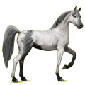Reitpferd Araber Apfelschimmel