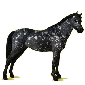 Pony Welsh Cob Mausgrau