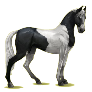 Reitpferd Marwari Hellgrau