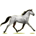 Reitpferd Orlow-Traber Hellgrau
