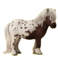 Pony Shetlandpony Falbe