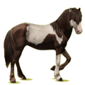 Reitpferd Isländer Dunkelfuchs