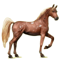 Reitpferd Araber Hellgrau