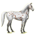 Reitpferd Mustang Rappe