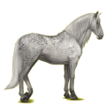 Reitpferd Andalusier Apfelschimmel