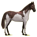 Reitpferd Hannoveraner Dunkelfuchs