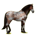Reitpferd Andalusier Rappe