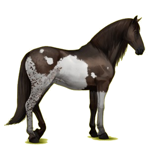 Reitpferd Andalusier Rotbrauner