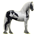 Reitpferd Friese Rappe