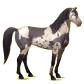 Reitpferd Mustang Rotbrauner