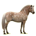 Pony Norweger Braunfalben
