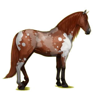 Reitpferd Andalusier Fuchs