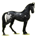 Reitpferd Marwari Dunkelbrauner