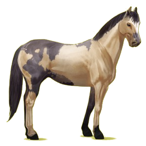 Reitpferd Paint Horse Palomino mit Tobiano-Scheckung