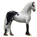 Reitpferd Friese Rappe