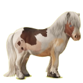 Pony Shetlandpony Cremello
