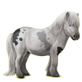 Pony Shetlandpony Fuchs mit heller Mähne