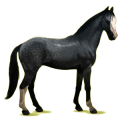 Reitpferd Trakehner Rotbrauner