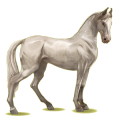 Reitpferd Marwari Cremello