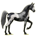 Pegasus-Reitpferd Araber Dunkelfuchs