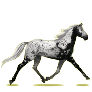 Reitpferd Orlow-Traber Hellgrau