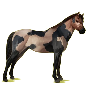 Pony Deutsches Reitpony Rappe