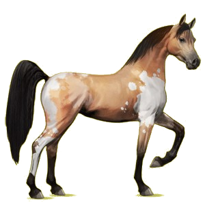 Reitpferd Araber Dunkelfuchs