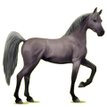 Reitpferd Araber Apfelschimmel