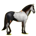 Reitpferd Lusitano Falbe