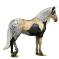 Reitpferd Lusitano Apfelschimmel