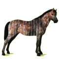 Pegasus-Pony Deutsches Reitpony Brauner