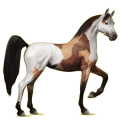 Reitpferd Araber Hellgrau