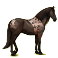 Reitpferd Andalusier Rotbrauner