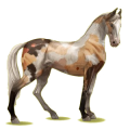 Reitpferd Marwari Dunkelfuchs mit heller Mähne