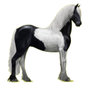 Reitpferd Rappe