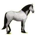 Reitpferd Andalusier Hellgrau