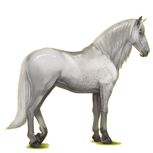 Reitpferd Andalusier Rappe