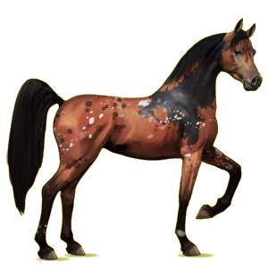 Reitpferd Araber Rotbrauner