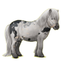 Pony Shetlandpony Rotbrauner