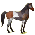 Reitpferd Mustang Rappe