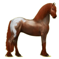 Reitpferd Rappe