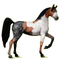 Reitpferd Araber Hellgrau